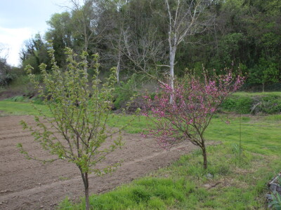 Bećaruša OPG Jurković Vlatka