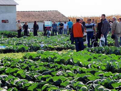 Umestog svežeg, izvoziti zamrznuto i prerađeno povrće Umestog svežeg, izvoziti zamrznuto i prerađeno povrće