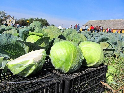 Umestog svežeg, izvoziti zamrznuto i prerađeno povrće Umestog svežeg, izvoziti zamrznuto i prerađeno povrće