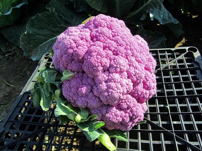 Umestog svežeg, izvoziti zamrznuto i prerađeno povrće Umestog svežeg, izvoziti zamrznuto i prerađeno povrće