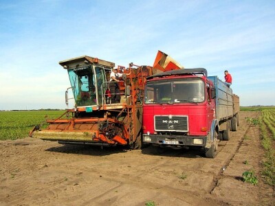 Berba graška u &quot;Savi Kovačeviću&quot;
