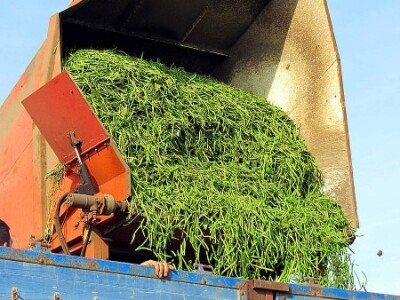 Berba graška u &quot;Savi Kovačeviću&quot;