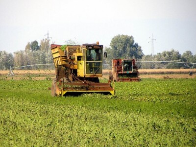 Berba graška u &quot;Savi Kovačeviću&quot;