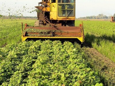 Berba graška u &quot;Savi Kovačeviću&quot;