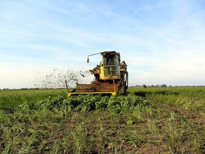 Berba graška u &quot;Savi Kovačeviću&quot;
