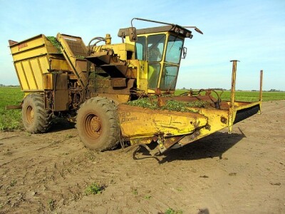 Berba graška u &quot;Savi Kovačeviću&quot;