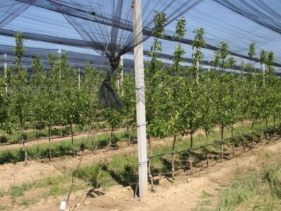 Navodnjavani voćnjak jabuka