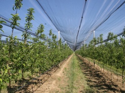 Navodnjavani voćnjak jabuka