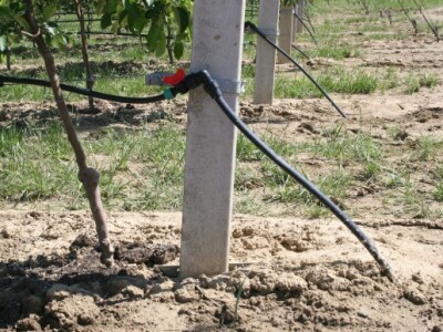 Navodnjavani voćnjak jabuka