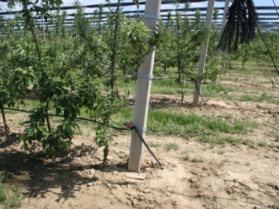 Navodnjavani voćnjak jabuka