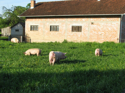 I krmačama prasilicama ljeti odgovara ispust