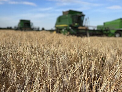 Axereal - sorte pšenice