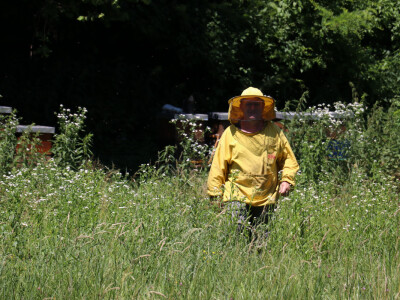 I pčele i pčelari vole netaknutu prirodu