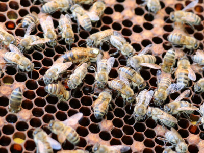 Nema odmora dok traju paše