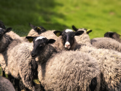 Rano stječu plodnost