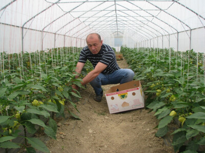 Dragomir zadovoljan urodom