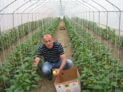 Prva berba