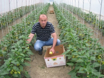prva berba
