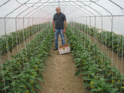 Dragomir u plasteniku