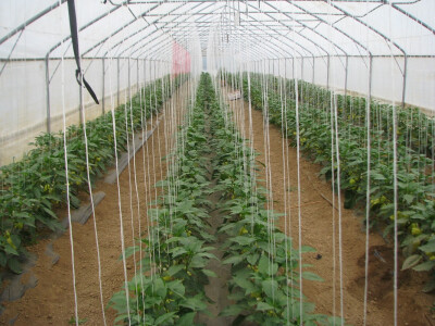 Unutrašnjost plastenika