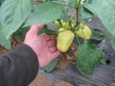 Paprika je zfrava