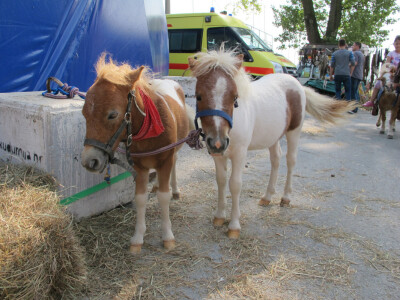 24. jesenski sajam u Gudovcu - zemlja partner Izrael