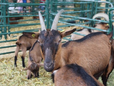 89. međunarodni poljoprivredni sajam u Novom Sadu