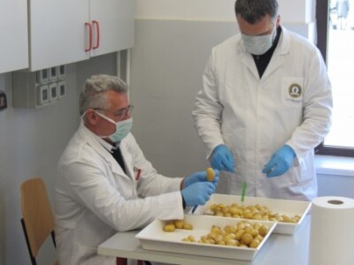 Ispitivanje krompira