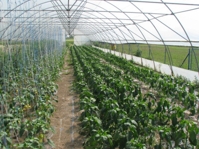 plastenička proizvodnja