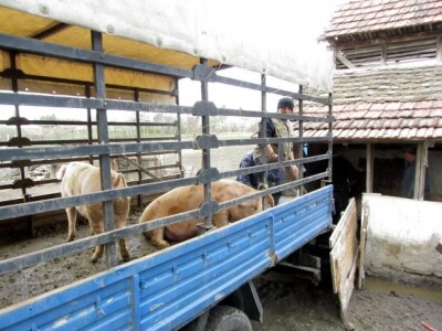 Interventni otkup tovljenika Interventni otkup tovljenika