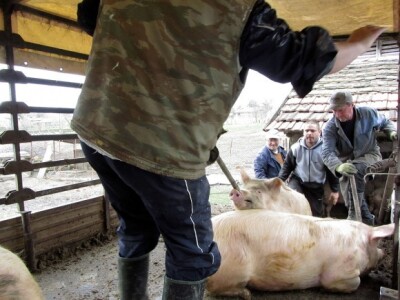 Interventni otkup tovljenika Interventni otkup tovljenika