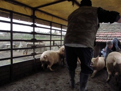 Interventni otkup tovljenika Interventni otkup tovljenika