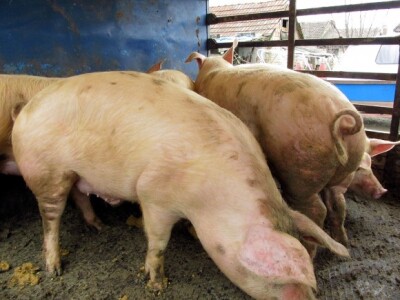 Interventni otkup tovljenika Interventni otkup tovljenika