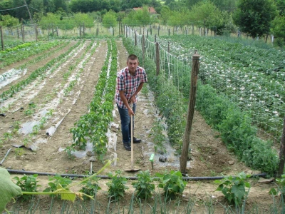organski uzgoj povrća