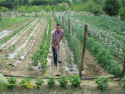 organski uzgoj povrća