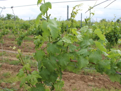 Poljonova prezentacija ViniBotovog robota Bakus