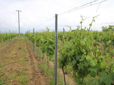 Poljonova prezentacija ViniBotovog robota Bakus