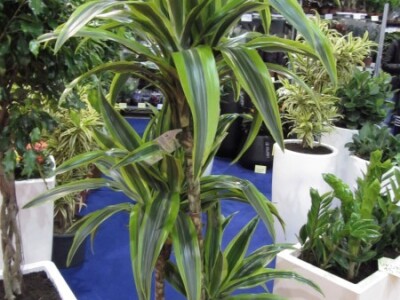 Sajam hortikulture 2015