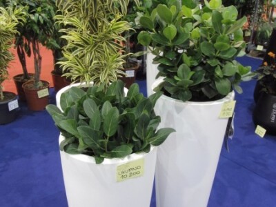 Sajam hortikulture 2015