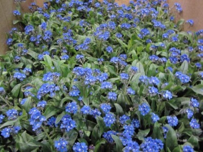 Sajam hortikulture 2015