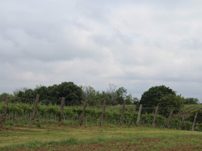 Poljonova prezentacija ViniBotovog robota Bakus