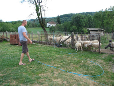 Ovce u ispustu ostrižene i sa dosta pitke vode