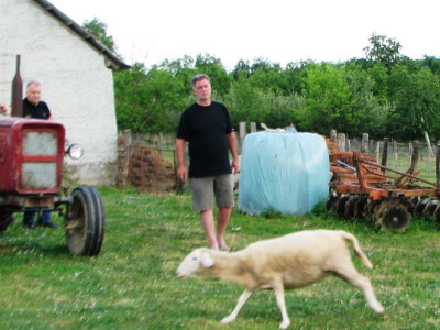 Stojan Matavulj tjera ovčice