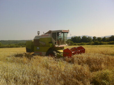 OPG Ivan Bucić OPG Ivan Bucić