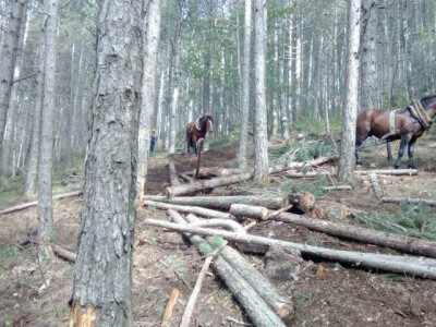 Šumarija Tomislavgrad Šumarija Tomislavgrad