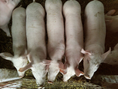 OPG Ivan Bucić OPG Ivan Bucić