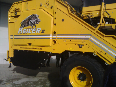 Keiler u prijevodu znači vepar