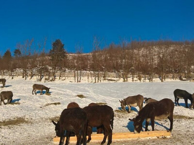 Mali farmer - ideja postala najbolji biznis plan Mali farmer - ideja postala najbolji biznis plan