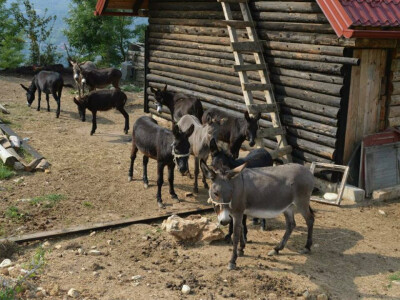 Mali farmer - ideja postala najbolji biznis plan Mali farmer - ideja postala najbolji biznis plan