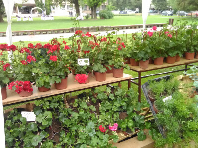 Prvi Sajam cveća u Bačkoj Palanci Prvi Sajam cveća u Bačkoj Palanci